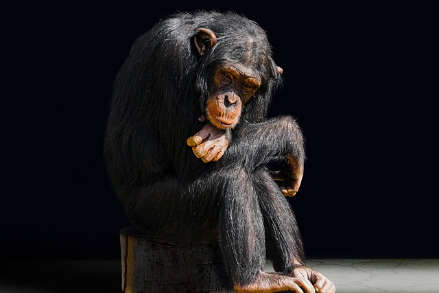 Imagen de un chimpancé aburrido, sentado con los brazos cruzados