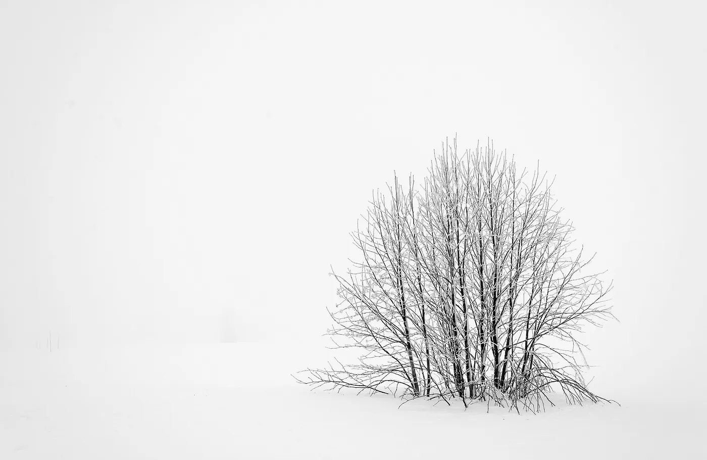 Árbol, sin hojas, en medio de la blanca nieve